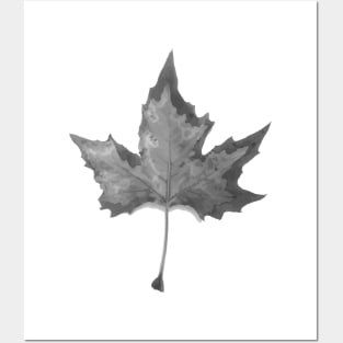 Black and white autum leaf Posters and Art